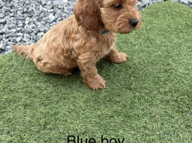 Cockapoo