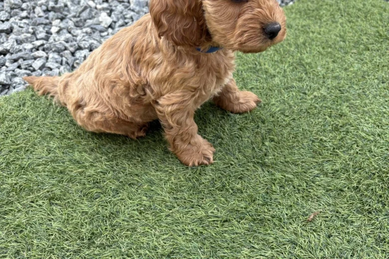 Cockapoo