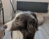 Mixed Breed