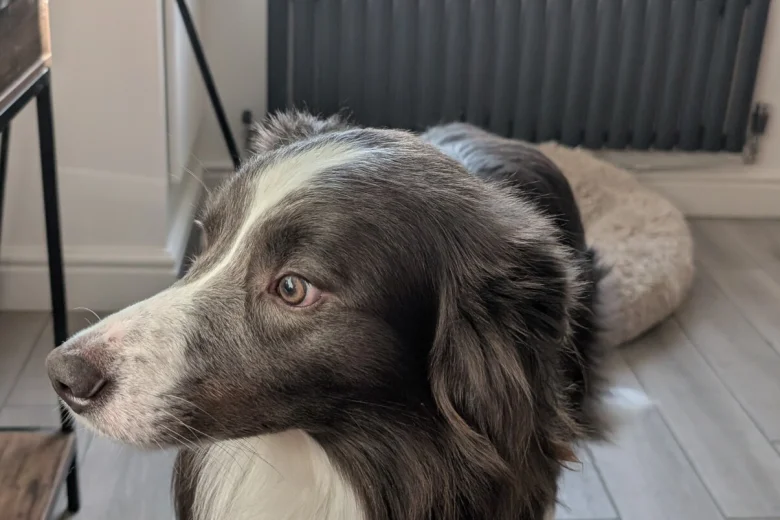 Mixed Breed