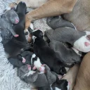 Mixed Breed