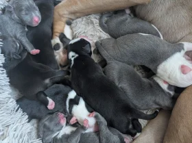 Mixed Breed