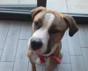 Mixed Breed