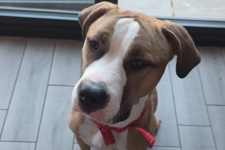 Mixed Breed