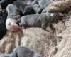 Mixed Breed
