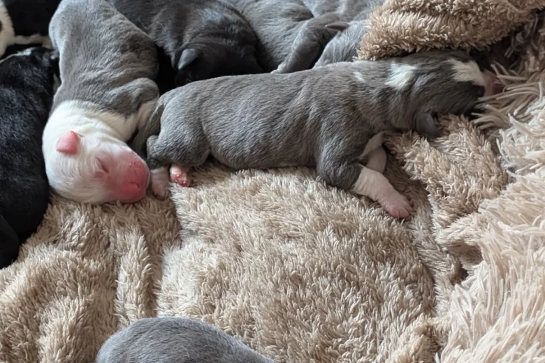 Mixed Breed