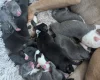 Mixed Breed