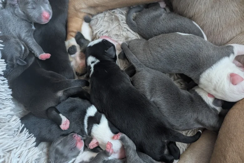 Mixed Breed