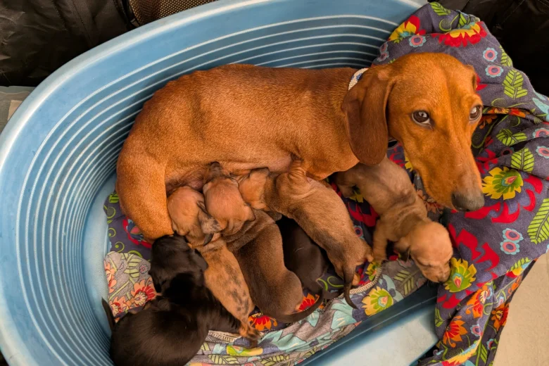 Dachshund (Smooth Haired)