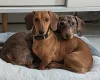 Dachshund (Smooth Haired)
