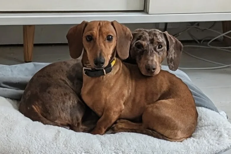 Dachshund (Smooth Haired)