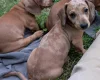 Dachshund (Smooth Haired)