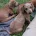 Dachshund (Smooth Haired)