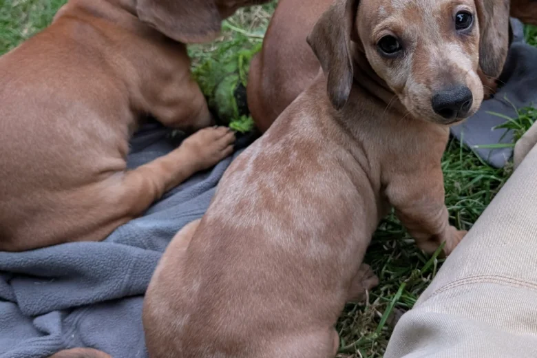 Dachshund (Smooth Haired)