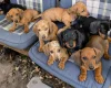 Dachshund (Smooth Haired)