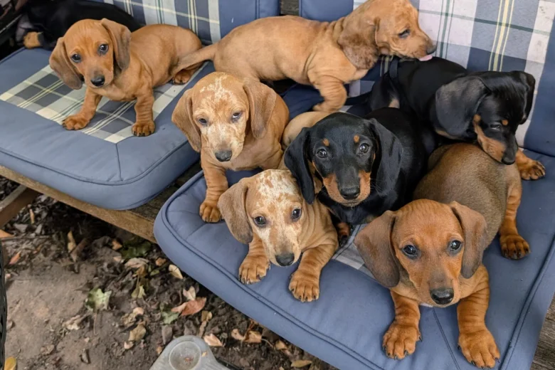 Dachshund (Smooth Haired)