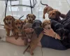 Dachshund (Smooth Haired)
