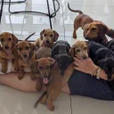 Dachshund (Smooth Haired)