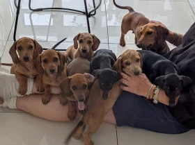 Dachshund (Smooth Haired)