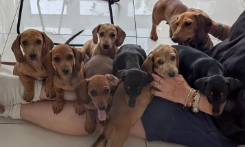 Dachshund (Smooth Haired)