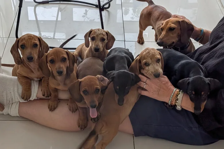 Dachshund (Smooth Haired)