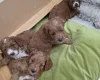 Cockapoo