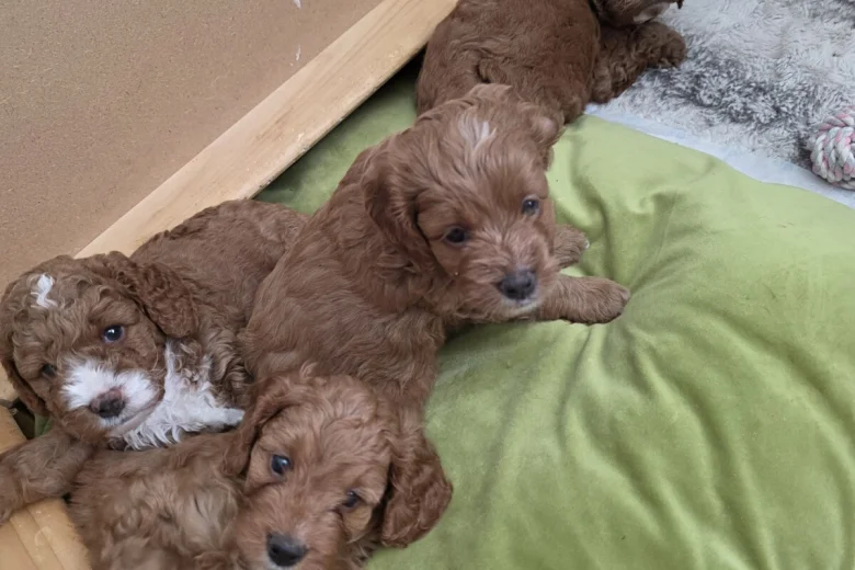 Cockapoo