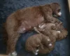 Cockapoo