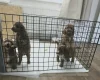 Cockapoo