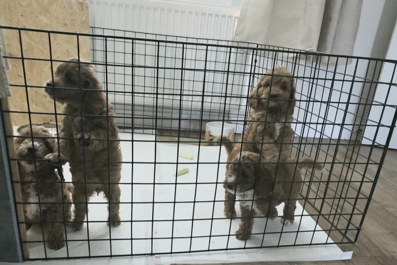 Cockapoo