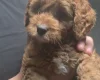Cockapoo