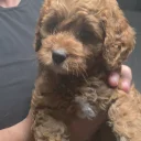 Cockapoo
