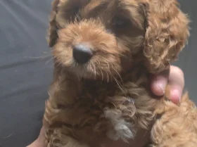 Cockapoo