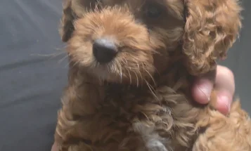 Cockapoo