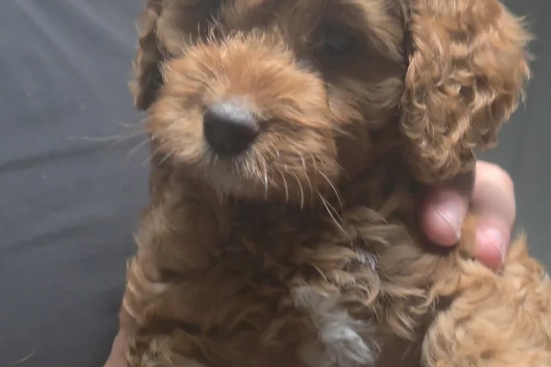 Cockapoo