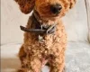 Cockapoo