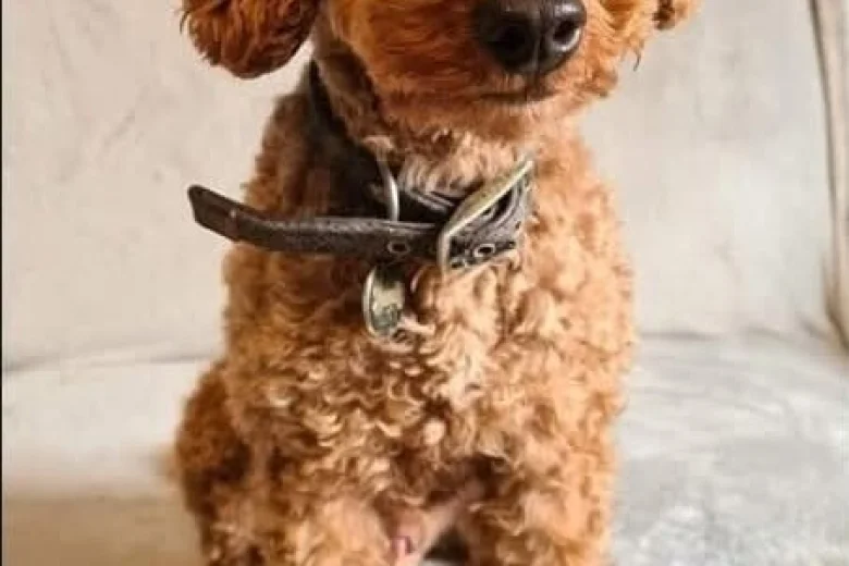 Cockapoo