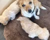 Cockapoo