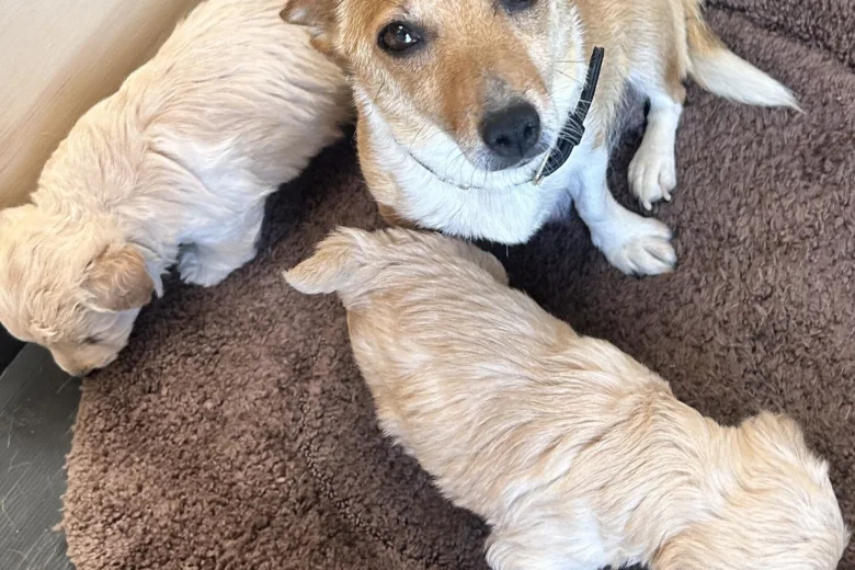 Cockapoo