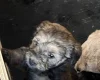 Cockapoo