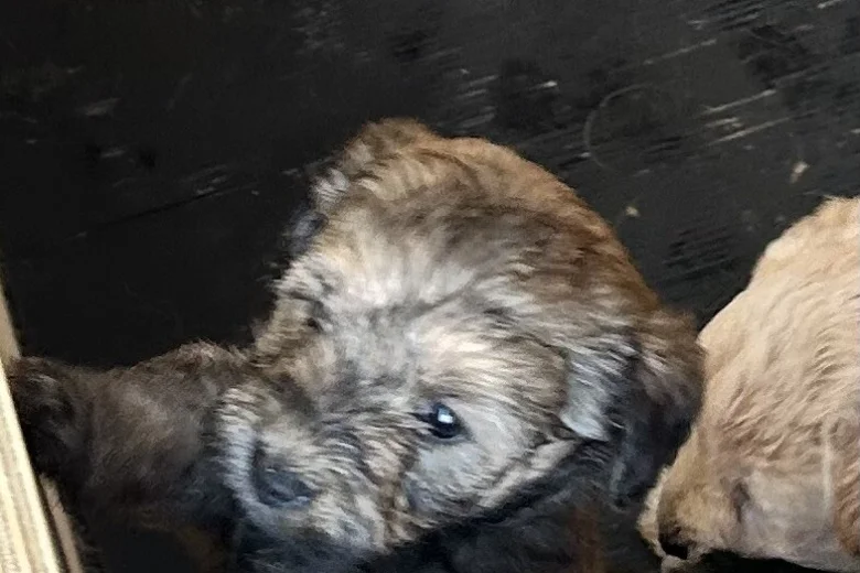 Cockapoo
