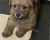 Cockapoo