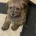 Cockapoo