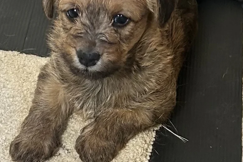 Cockapoo