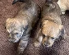 Cockapoo