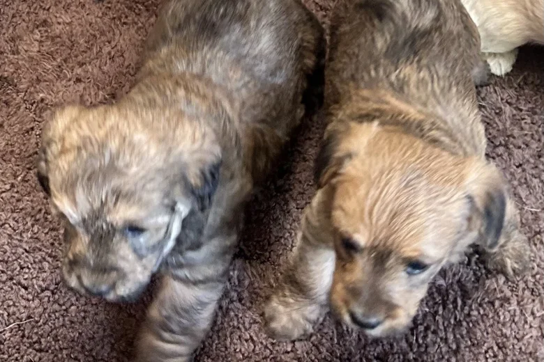 Cockapoo