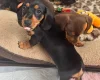 Dachshund (Smooth Haired)