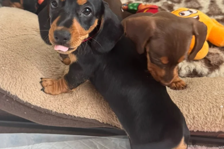 Dachshund (Smooth Haired)