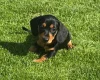 Dachshund (Smooth Haired)
