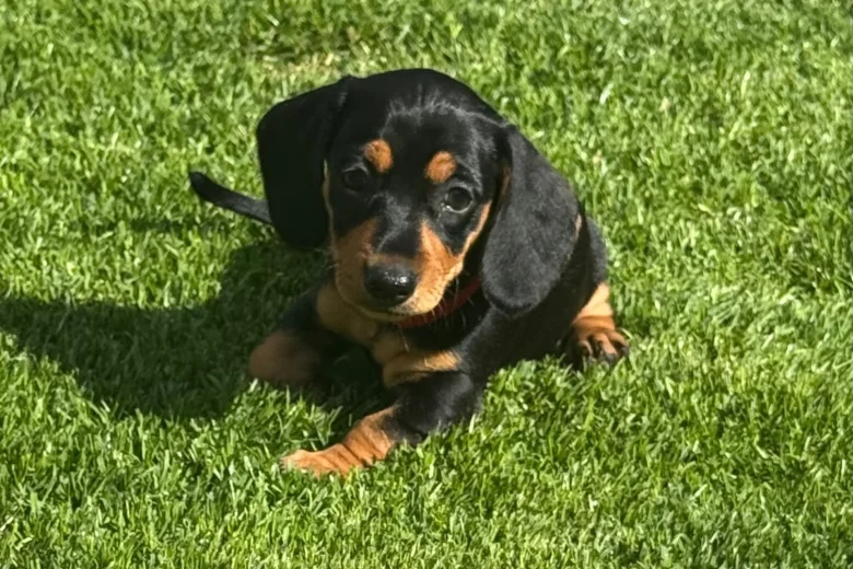 Dachshund (Smooth Haired)